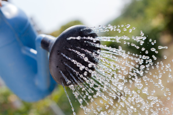 Watering can with water spraying out