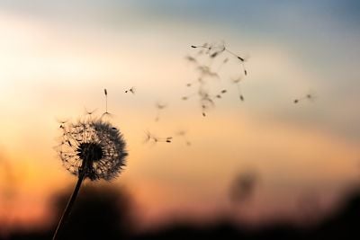 dandelion blowing in wind