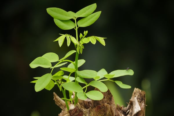 Growing plant