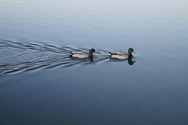 two ducks swimming in water and leaving a trail behind them