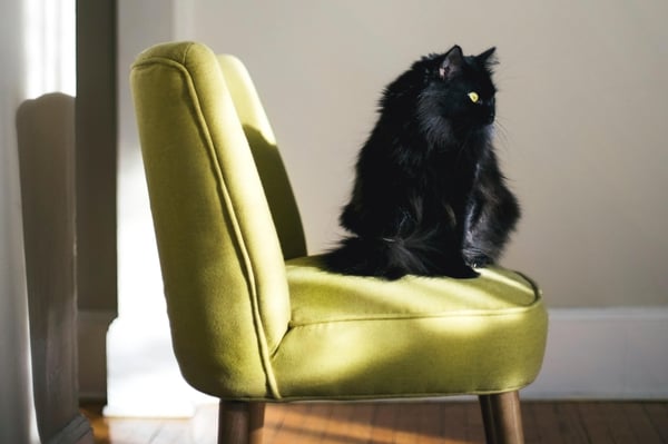 A cat sitting on a chair