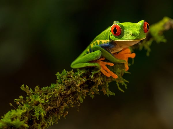 Colourful FROG (fully remote organisation)