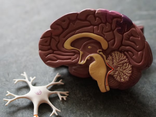 Plastic model of a brain and nerve ending