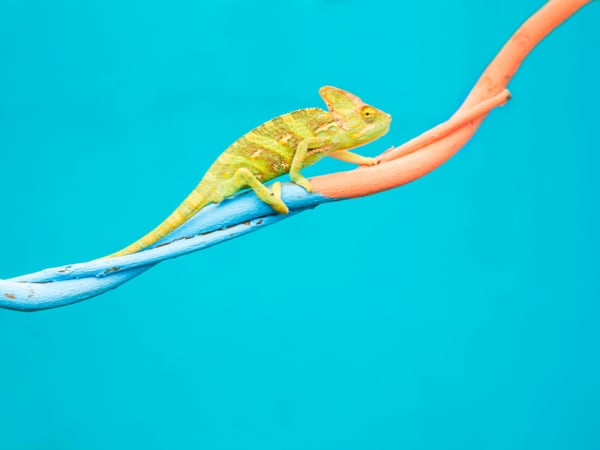 A chameleon on a branch