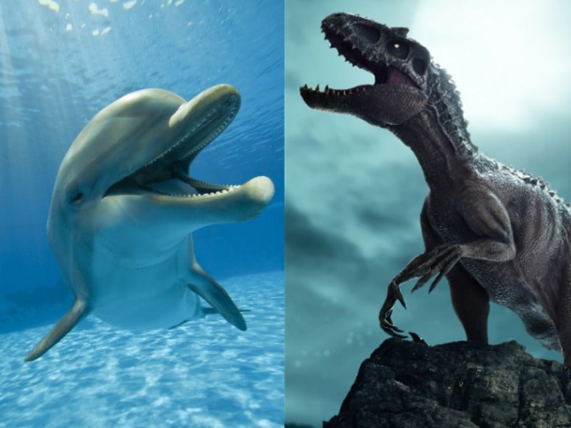 On the left, a dolphin swimming and on the right a dinosaur roaring
