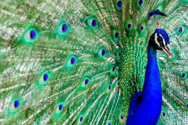 A peacock with its tail open