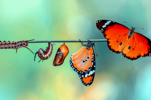 A caterpillar turning into a butterfly