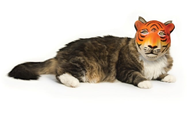 A cat wearing a tiger mask