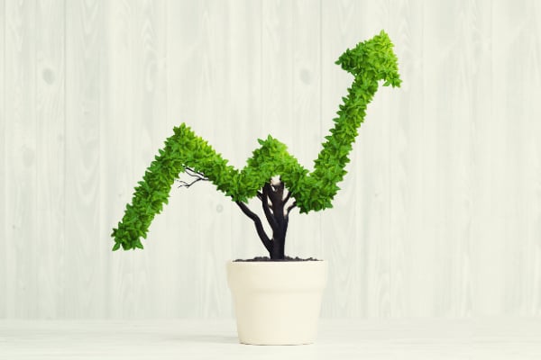 A bush in the shape of a graph going upwards