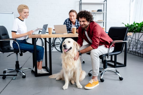 Young people in an office space with a golden retriever