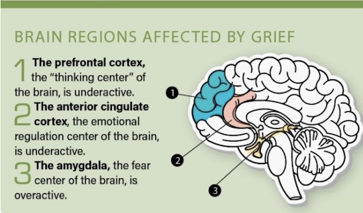 Diagram explaining the brain regions affected by grief