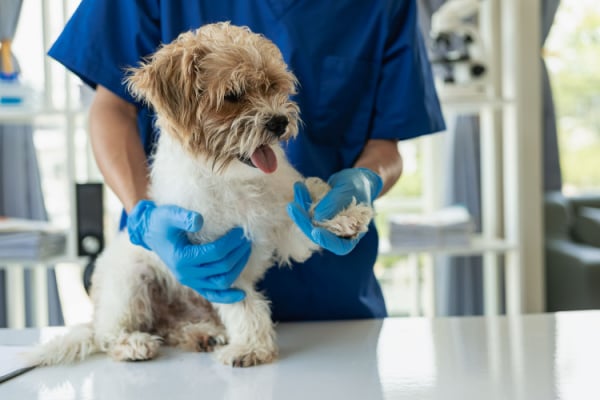 Image a puppy being checked over by a vet