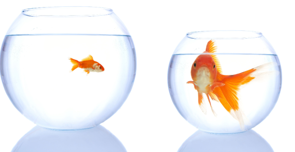 Two fishbowls. A large bowl with a small goldfish and a small bowl with a large goldfish