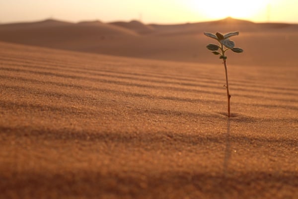 A single tree growing in a desert