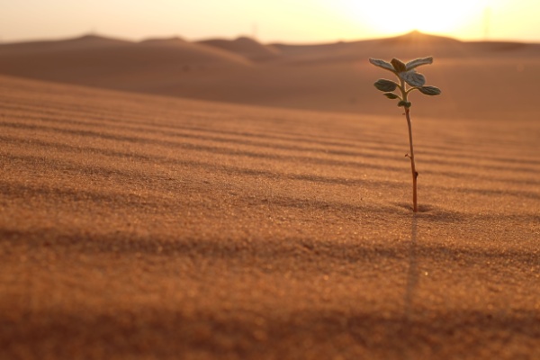 A single tree growing in a desert