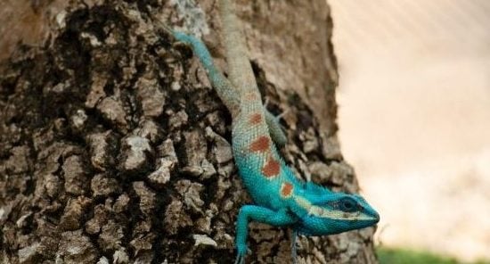A chameleon turning the same colour as a tree
