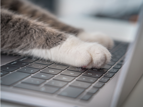 Cat paws on laptop
