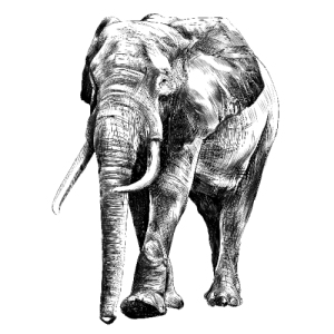elephant in full growth, moving forward, sketch graphics vector black and white drawing