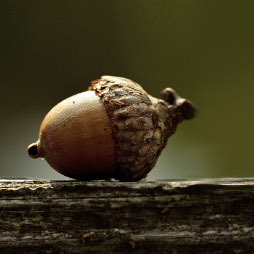 An acorn sat on top of a tree trunk