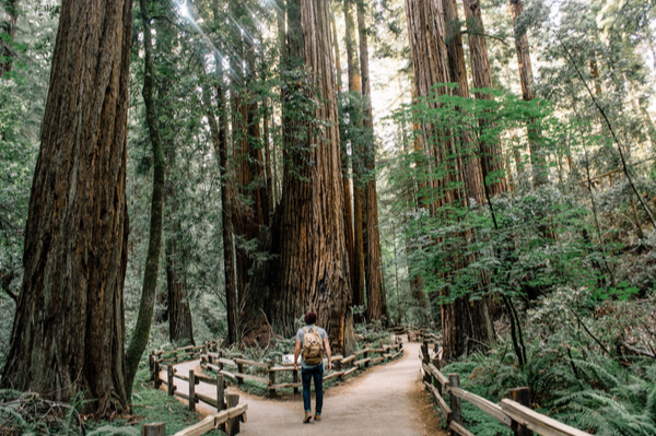Person Standing at Two Roads in Forest