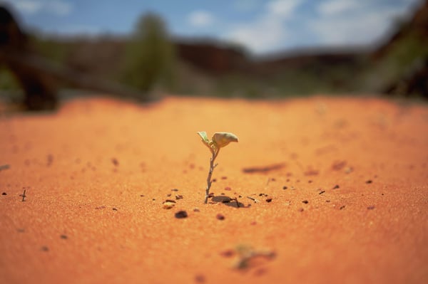 Small plant in desert