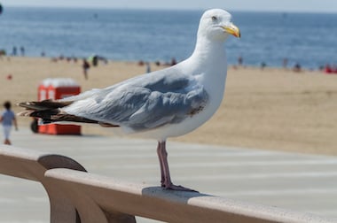 “Seagull"